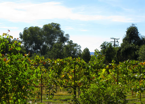 Some grapes are grown on the property, but most are cultivated (organically of course) on land throughout Santa Barbara County.