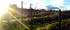 Cain Vineyard