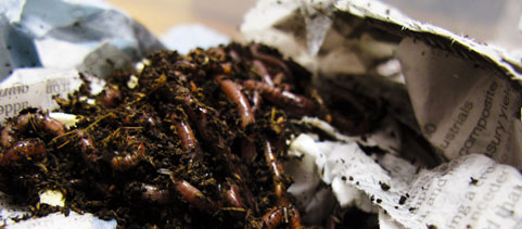 Worm Composting