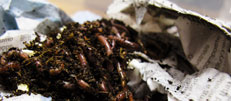 Worm Composting
