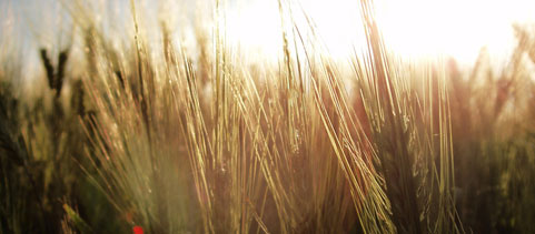 Healthy Oats