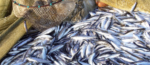 EcoFish