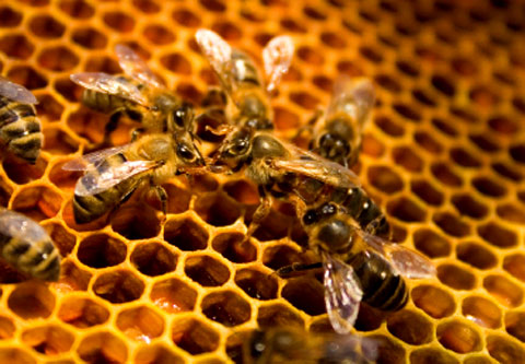 Hive that should have WAY more bees in it...