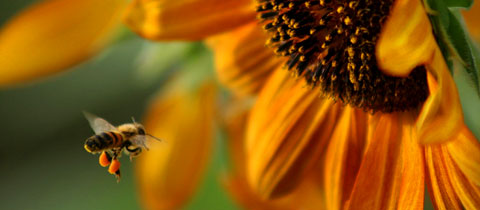 Give Bees a Chance