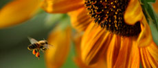 Give Bees a Chance