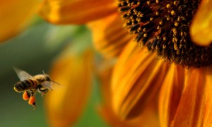 Goodlifer: Give Bees a Chance