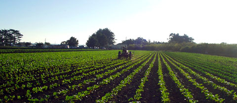 Community Supported Agriculture