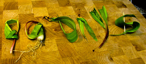 90 Days of Organic Raw Vegan-ness: week 10