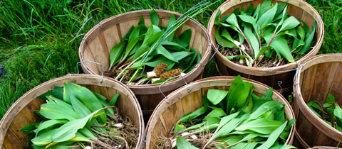 CSA: Foraging at Paisley Farm