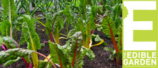 The Edible Garden