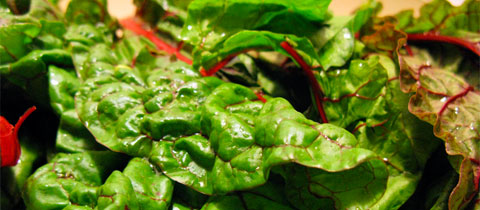 CSA: The First Month
