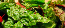 CSA: The First Month