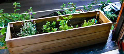 My very own edible container garden.