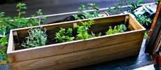 My very own edible container garden.