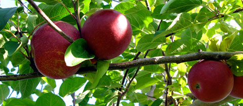 Pastor Chuck Orchards