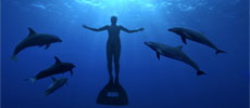 The Cove