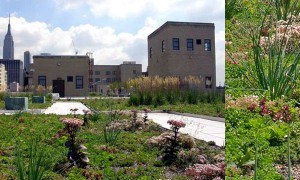 Goodlifer: NYC's largest green roof — a post office park.