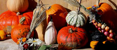 Fall Holiday Decorating: Cheap, Conscious & Seasonal.