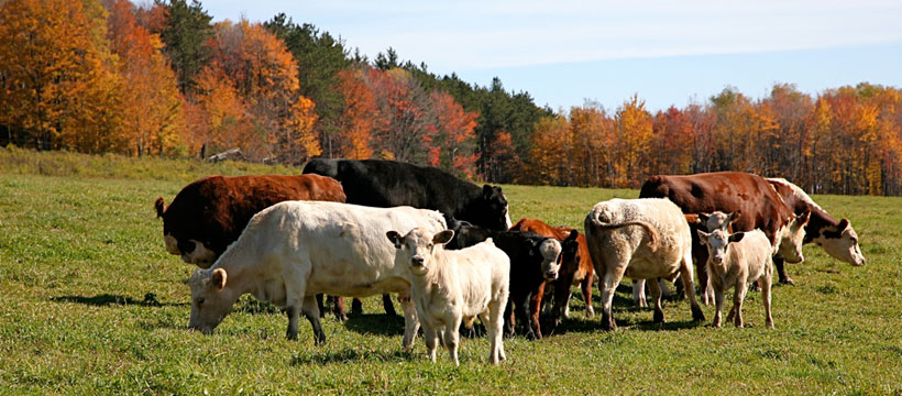 A Quiet Grass-fed Revolution