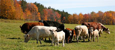 A Quiet Grass-fed Revolution