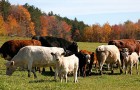 Goodlifer: A Quiet Grass-fed Revolution