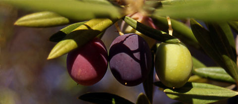 Apollo Olive Oil