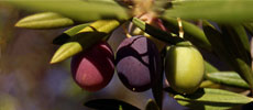 Apollo Olive Oil