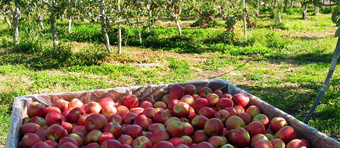 Jerzy Boyz Farm