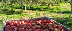 Jerzy Boyz Farm