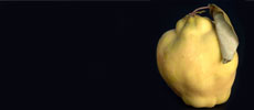Endangered Foods