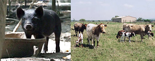 Left: The Guinea Hog is a small, black breed of swine that is unique to the United States. Also known as the Pineywoods Guinea, Guinea Forest Hog, Acorn Eater, and Yard Pig, the breed was once the most numerous pig breed found on homesteads in the Southeast. Today there are fewer than 200. Right: One of the earliest breeds of cattle in US history, the Pineywoods, has currently dwindled to less than 200 hardy individuals. The Pineywoods is a rugged breed that—because of its history—is well adapted to the humid South.