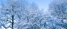 Silent Winter