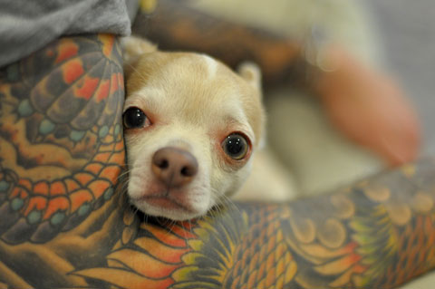 Katcher's favorite vegan: his rescued chihuahua Enzo.