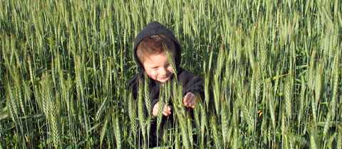 Massa Organics: Wholesome Rice