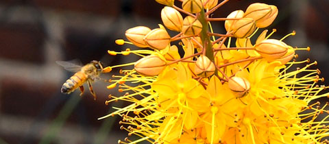 A Victory for NYC Beekeepers