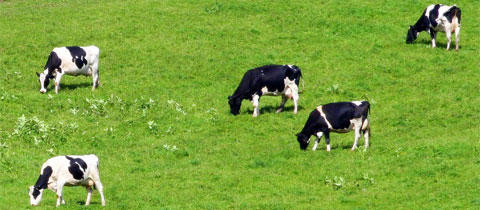 Liberating Sustainable Beef Producers in the Northeast