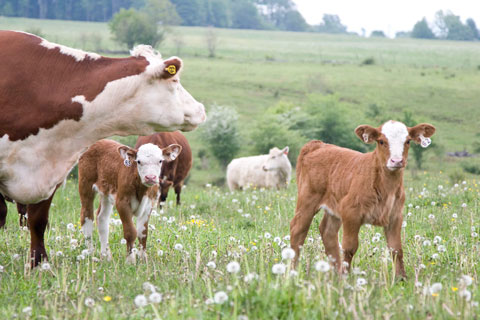 Grassfed cattle grazing in the Hudson Valley. Photo by Ulla Kjärval.