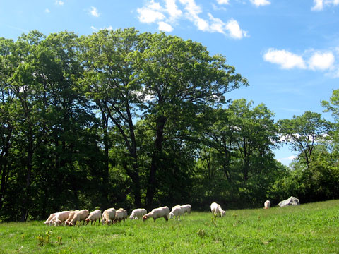 Newly sheared sheep on the pasture at Glynwood Farm.