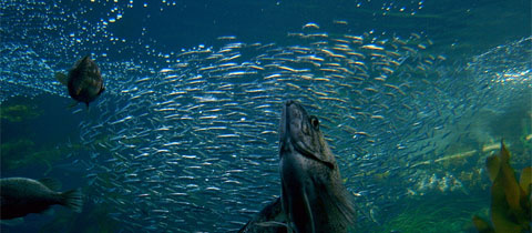 Make Responsible AND Healthy Seafood Choices: A Visual Guide