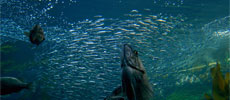 Make Responsible AND Healthy Seafood Choices: A Visual Guide