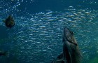 Goodlifer: Make Responsible AND Healthy Seafood Choices: A Visual Guide