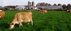 Seven Stars Farm: Biodynamic Dairy
