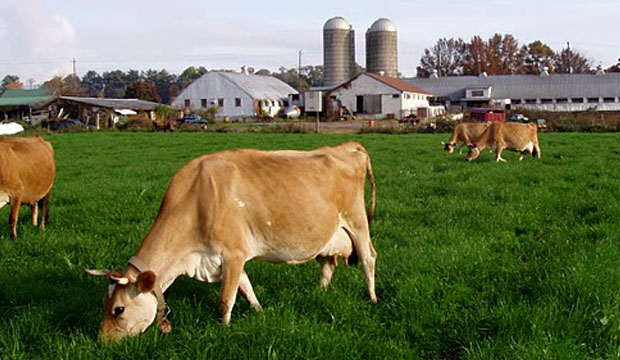 Goodlifer: Seven Stars Farm: Biodynamic Dairy