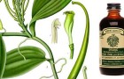 Goodlifer: The Real Organic Vanilla Deal