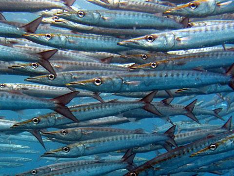GL_WildlifePhotography_A_Bunch_of_Teeth Goodlifer: Amazing Wildlife Photography