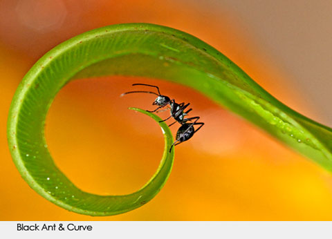 GL_WildlifePhotography_entry759 Goodlifer: Amazing Wildlife Photography