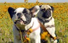 GL_PetDiets_ft