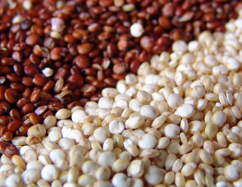 Red and white varieties of Quinoa.