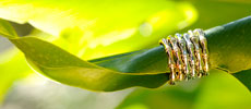 AmaraGold Jewelry – Made from Upcycled, Un-mined Precious Metals