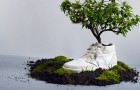 Goodlifer: OAT Shoes - Biodegradable Kicks That (Literally) Bloom